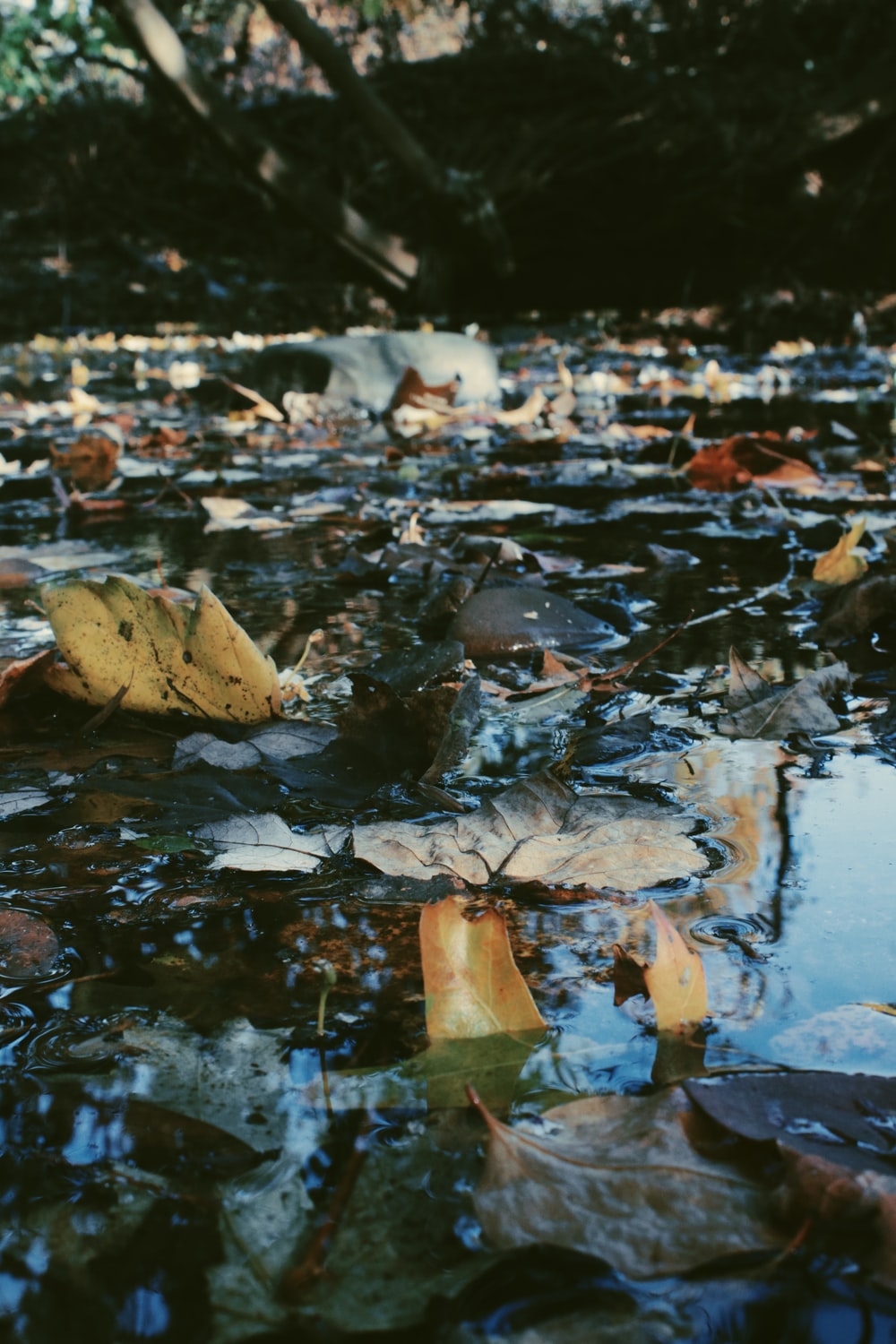 WaterPollution